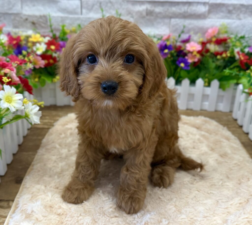 Cavapoo - 0715 - Image 1