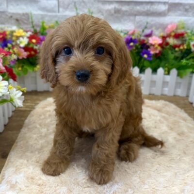 Benji Cavapoo