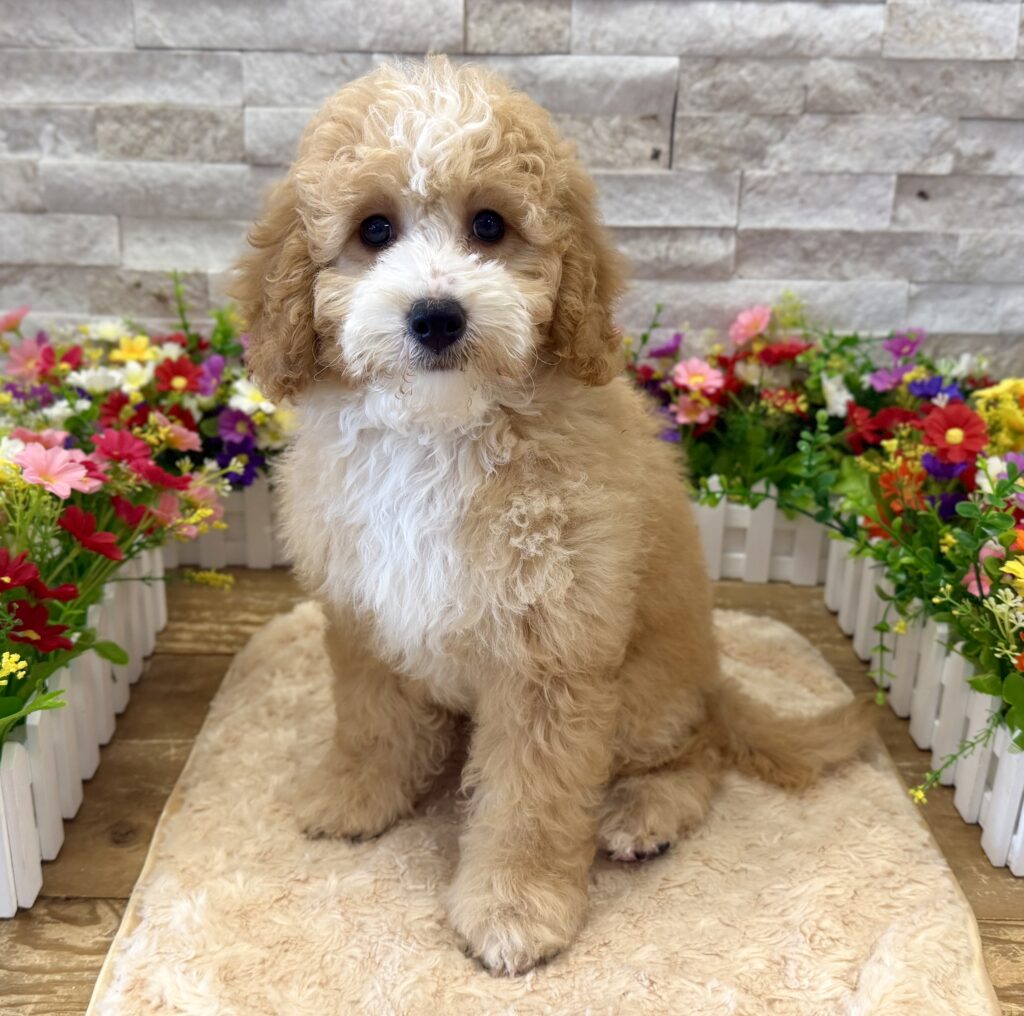 Goldendoodle Mini F1BB - 4683 - Image 1