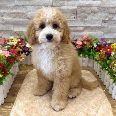 Sprinkles Goldendoodle Mini F1BB