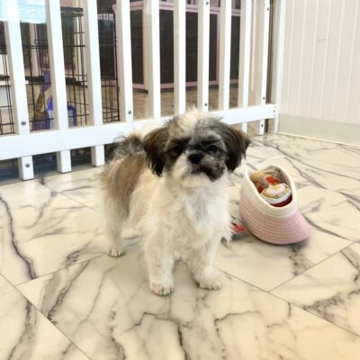 Faye Shih Tzu