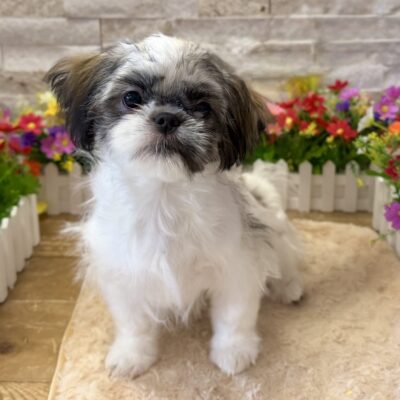 Faye Shih Tzu