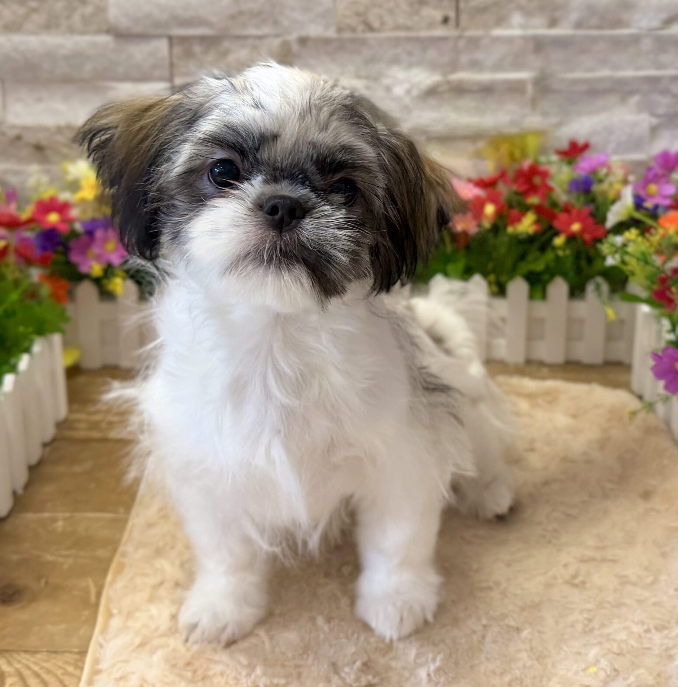 Shih Tzu in Bridgewater, NJ