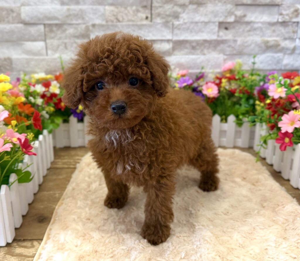 Poodle