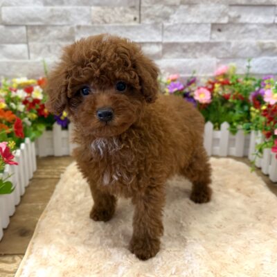 Rocco Poodle Mini