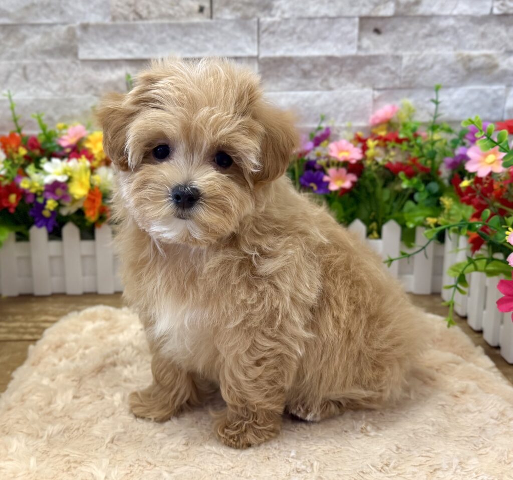 Maltipoo - 9050 - Image 1