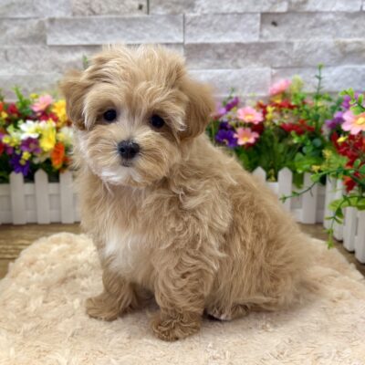 Poppy Maltipoo