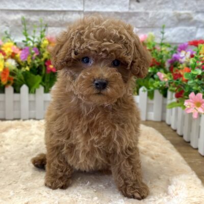 Ziggy Poodle Mini