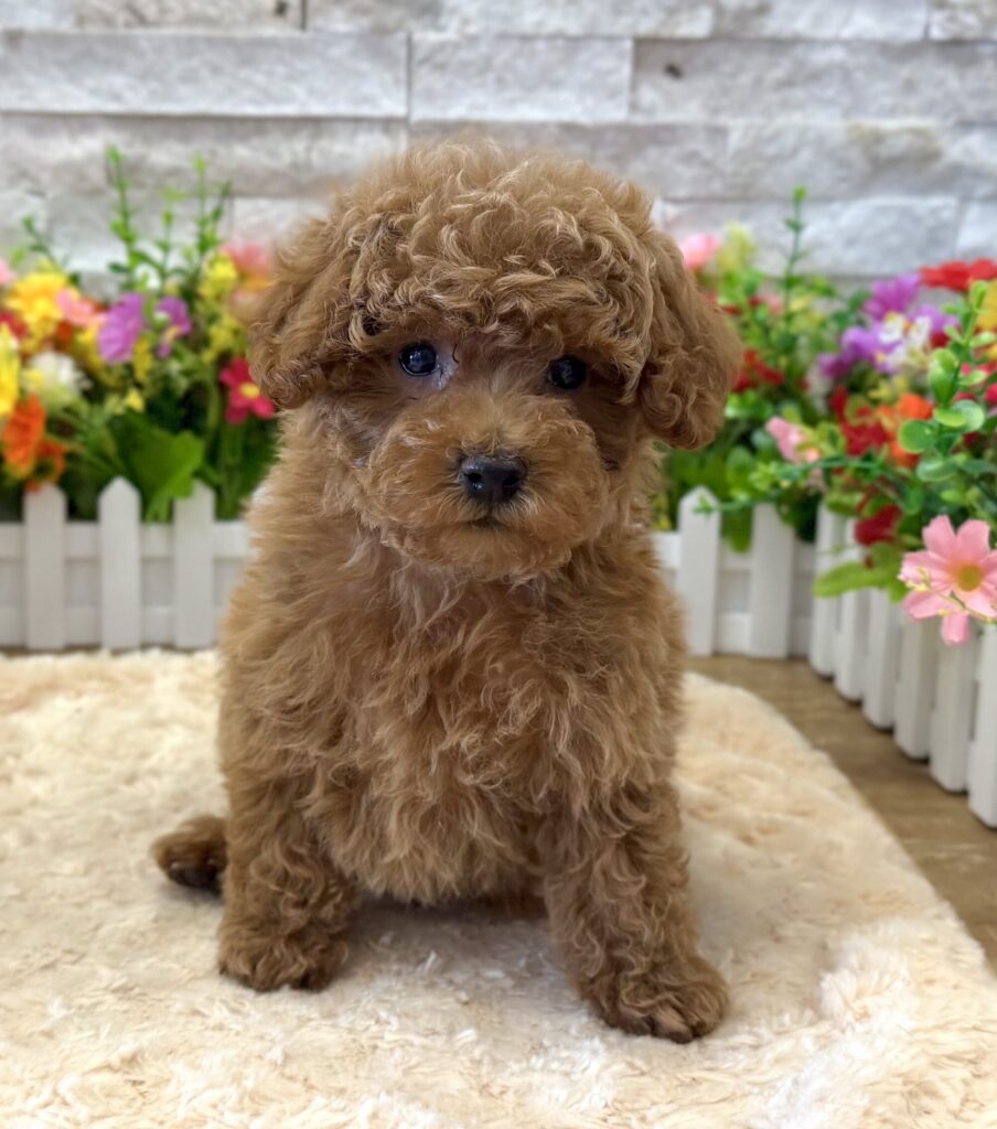 Poodle Mini - 4303 - Image 1