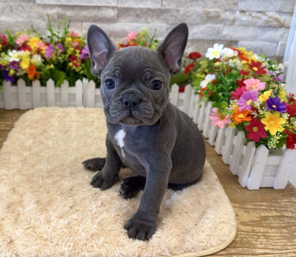 French Bulldog