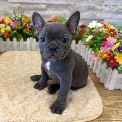 Nellie French Bulldog