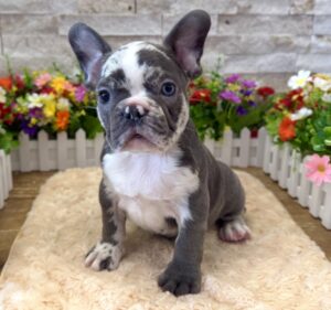 French Bulldog – 6999
