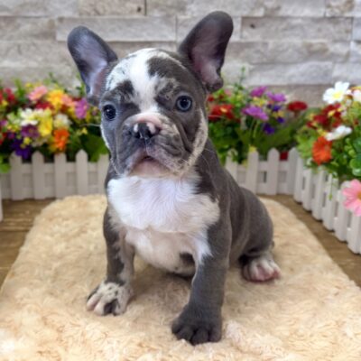 Cosmo French Bulldog