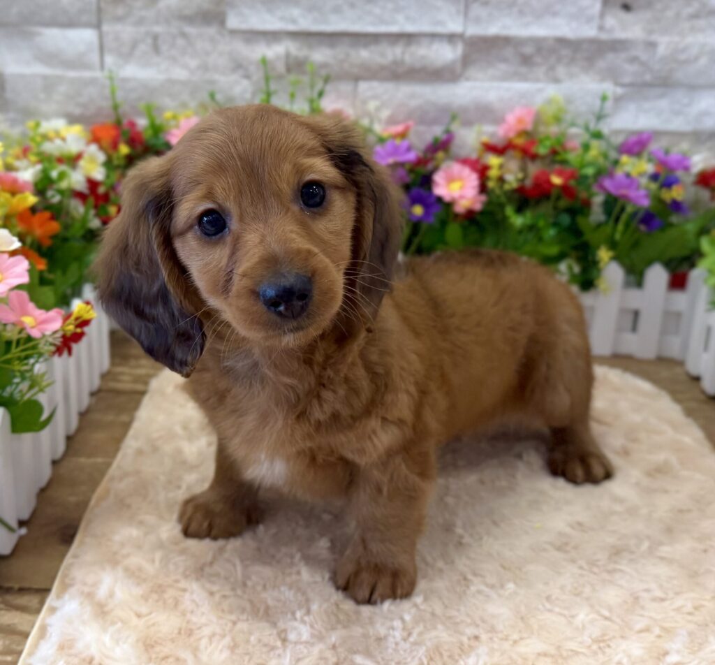Dachshund