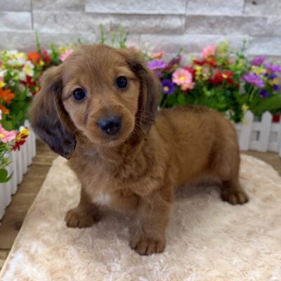 Sully Dachshund