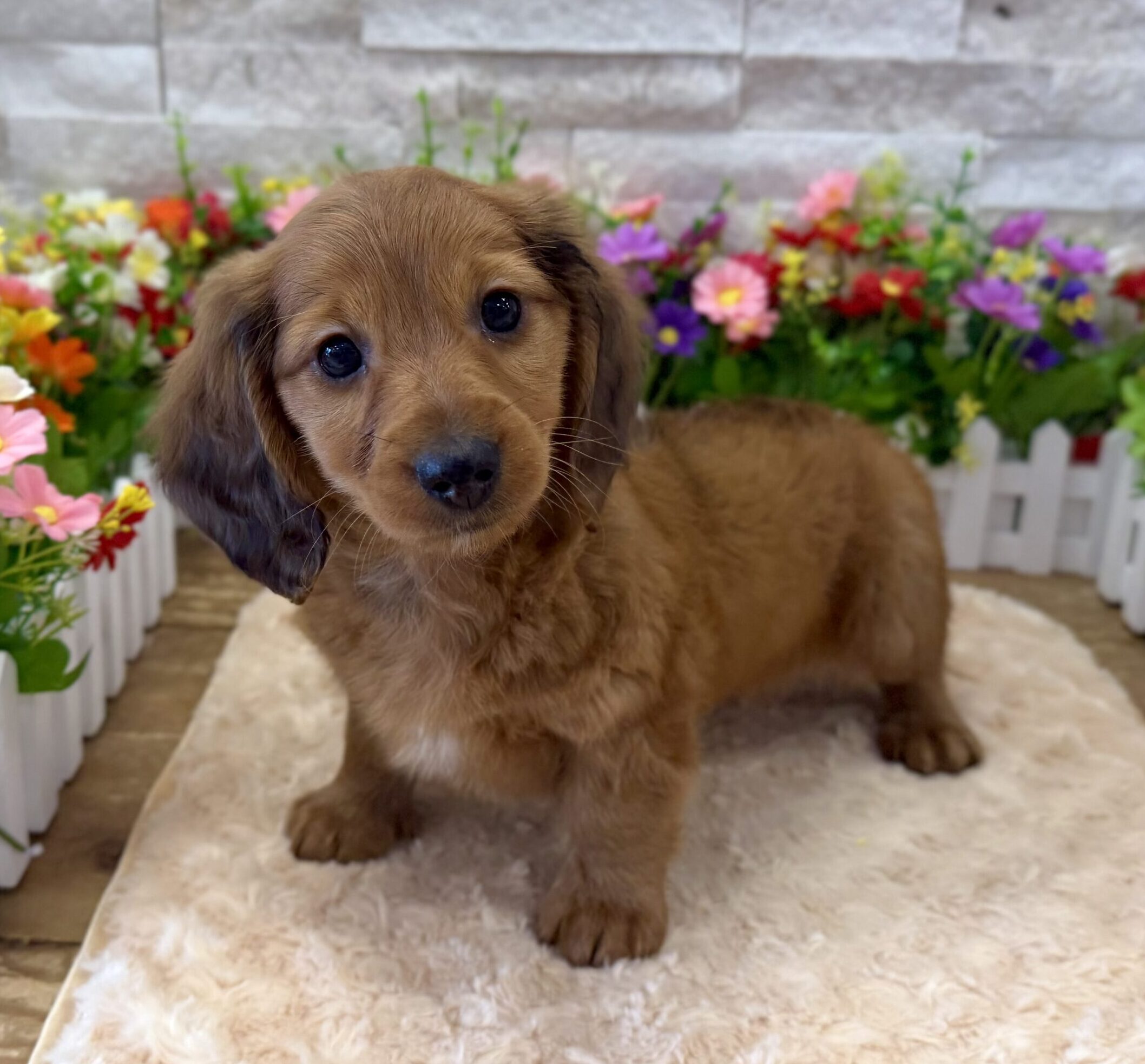 Dachshund in Flemington, NJ