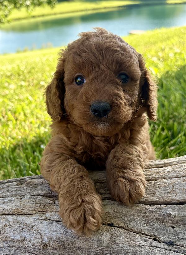Goldendoodle Mini 2nd Gen - 0324 - Image 2