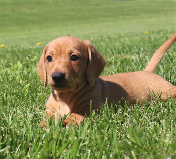 Dachshund - 5485 - Image 2