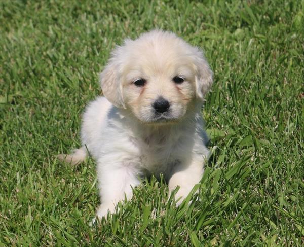 Golden Retriever - 5565 - Image 2