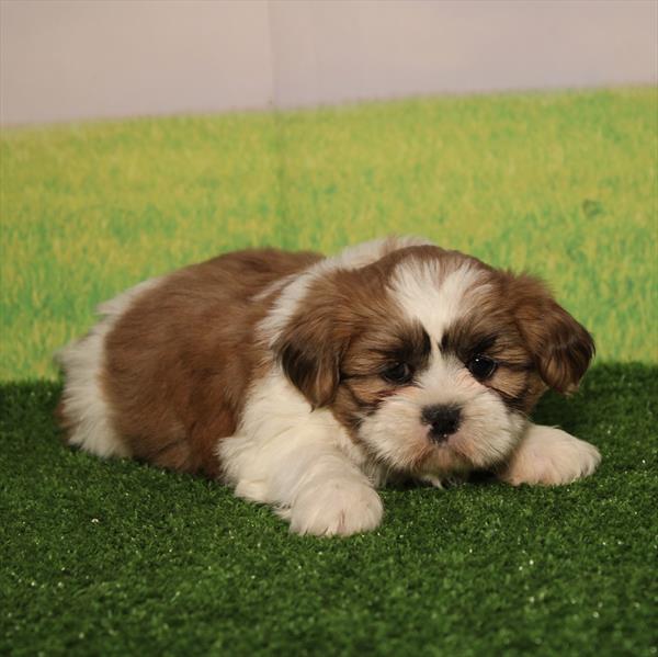 Shih Tzu - 0393 - Image 2