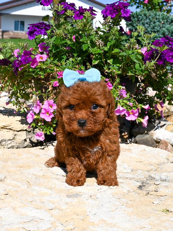 Poodle Mini - 5032 - Image 2