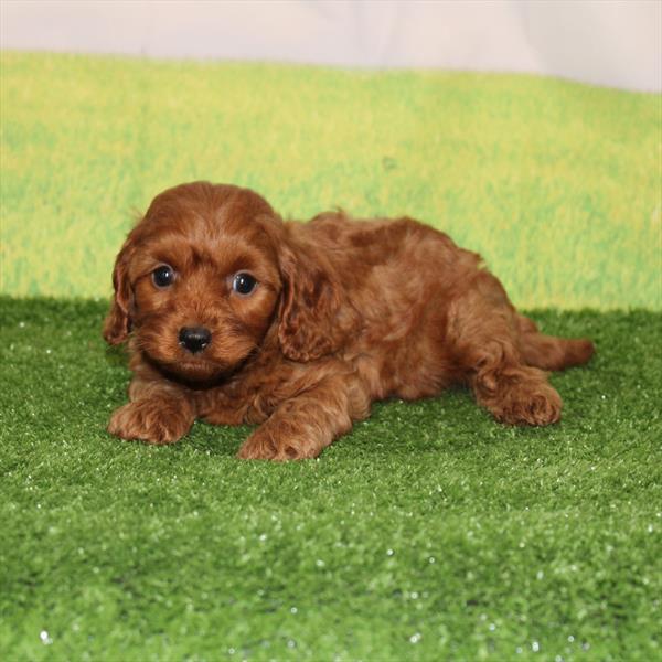 Cavapoo - 9742 - Image 2