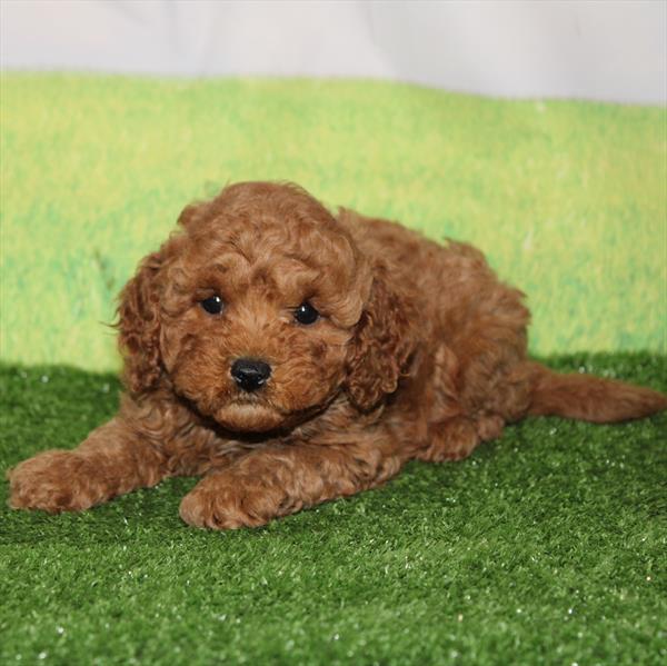 Cavapoo - 9741 - Image 2