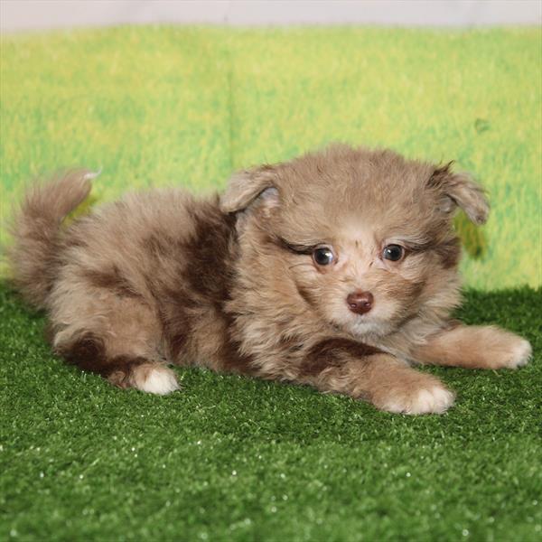PomAPoo - 1039 - Image 2