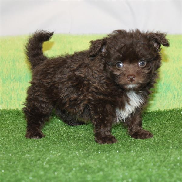 PomAPoo - 1036 - Image 2
