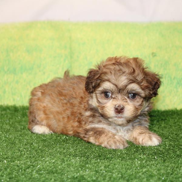 ShihPoo - 9896 - Image 2