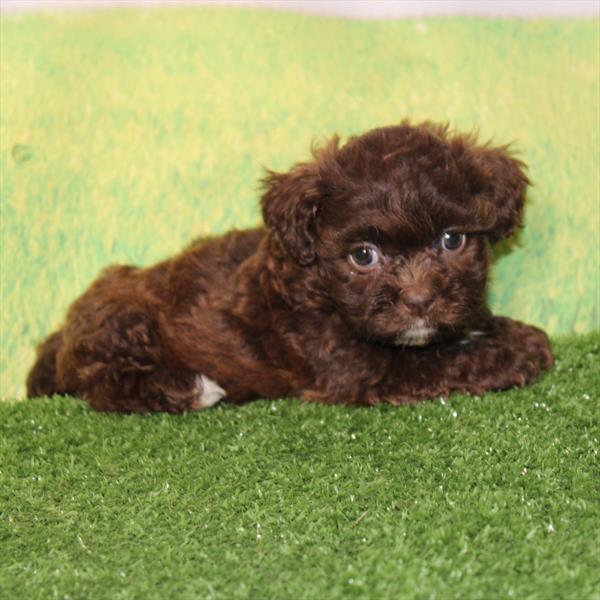 ShihPoo - 9900 - Image 2