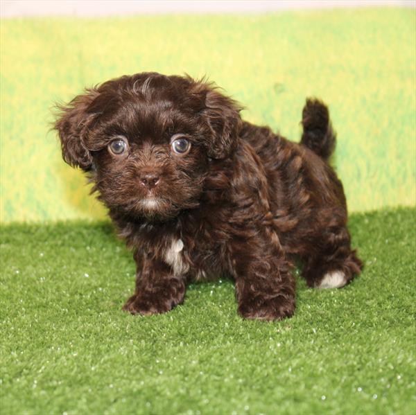 ShihPoo - 9899 - Image 2