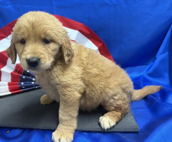 Golden Retriever - 0275 - Image 2