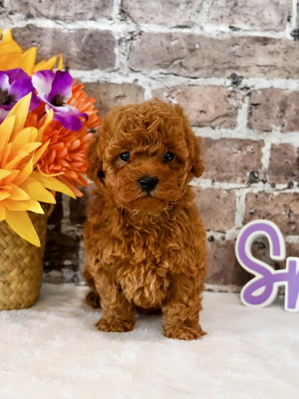 Poodle Mini - 5035 - Image 2