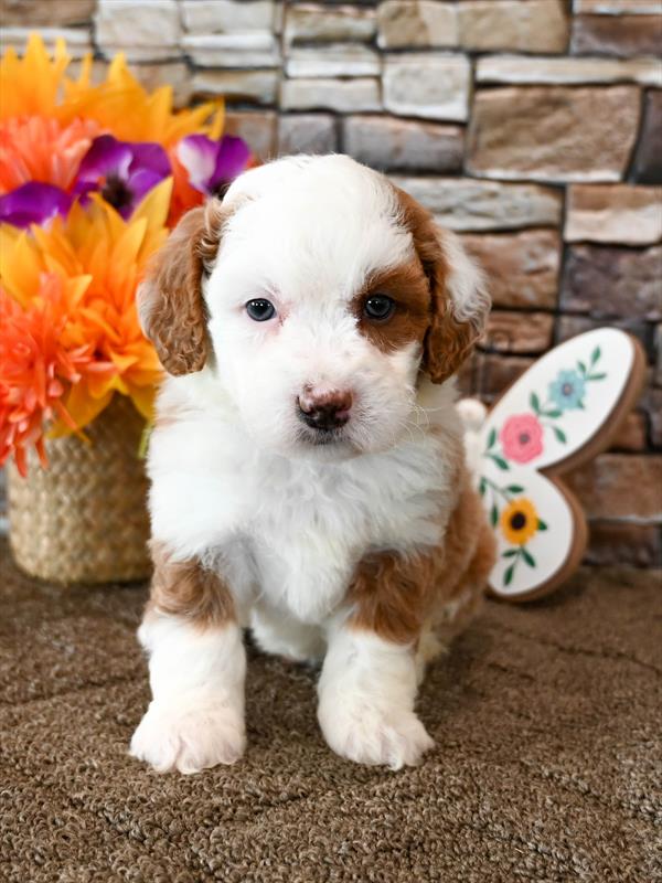 Bernedoodle Mini F1b - 4957 - Image 2