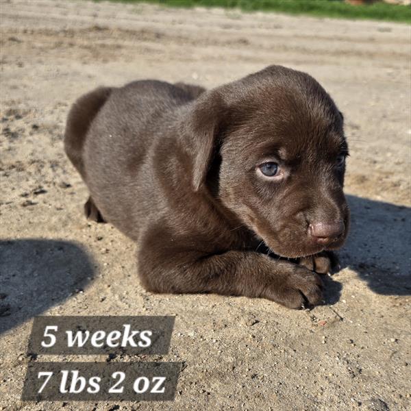Labrador Retriever - 6622 - Image 2