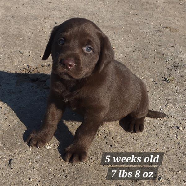 Labrador Retriever - 6624 - Image 2