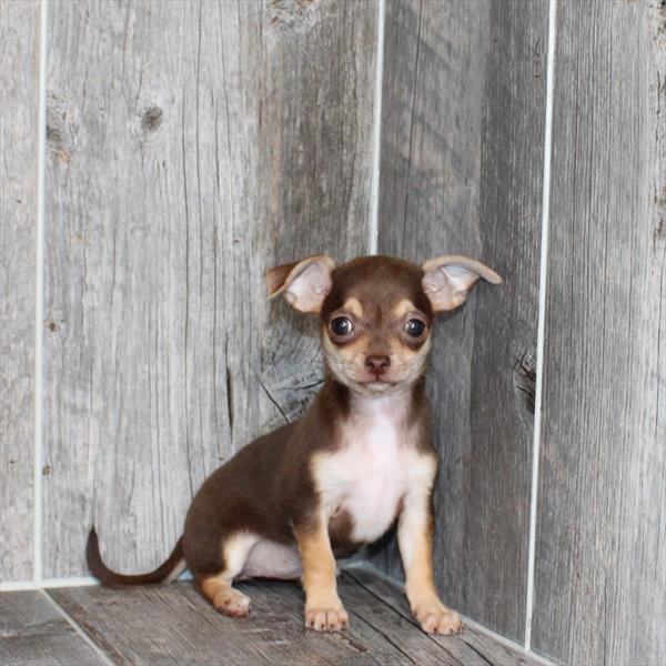 Chihuahua - 6206 - Image 2