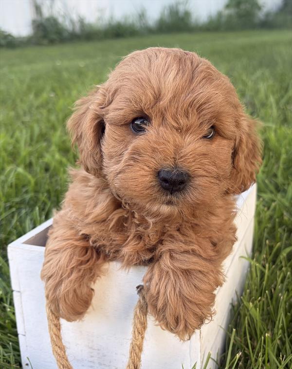 Goldendoodle Mini 2nd Gen - 9058 - Image 2