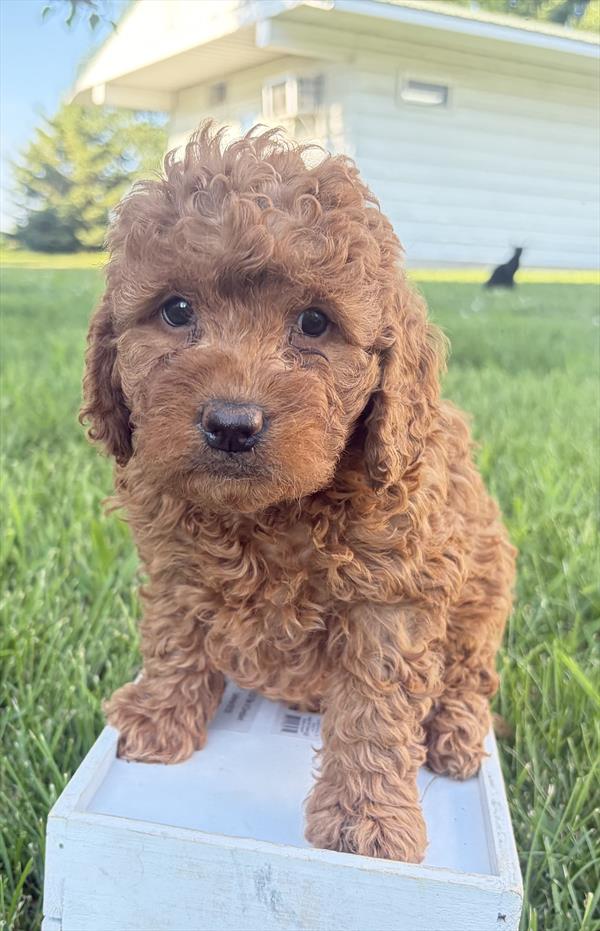 Goldendoodle Mini 2nd Gen - 9057 - Image 2
