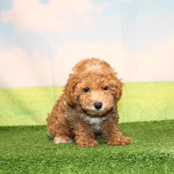 Poodle - 0217 - Image 2