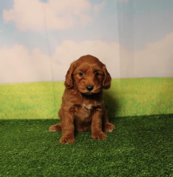 Goldendoodle Mini - 0214 - Image 2
