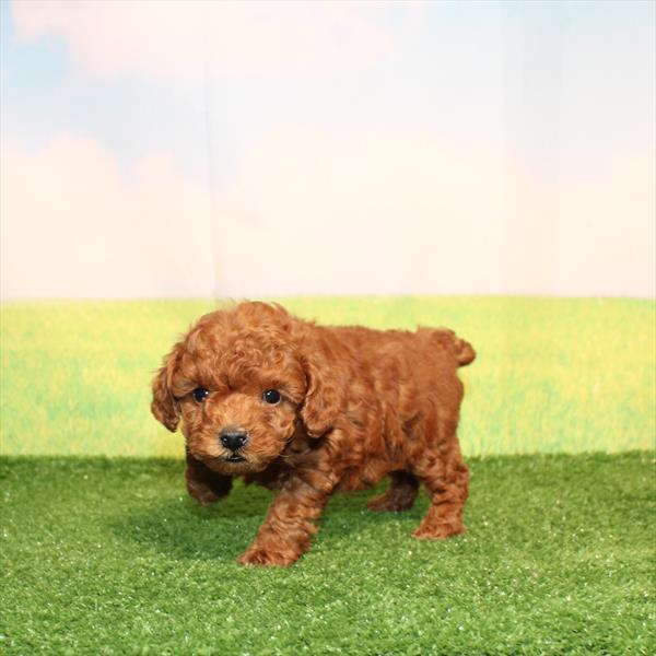 Poodle - 1050 - Image 2