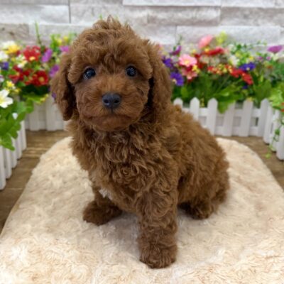 Matty Poodle Mini