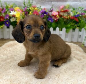Furrylicious® Dachshund puppy available