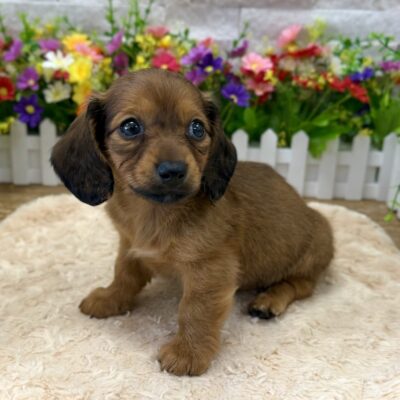 Timmy Dachshund
