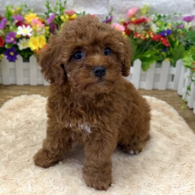 Nessie Poodle Mini