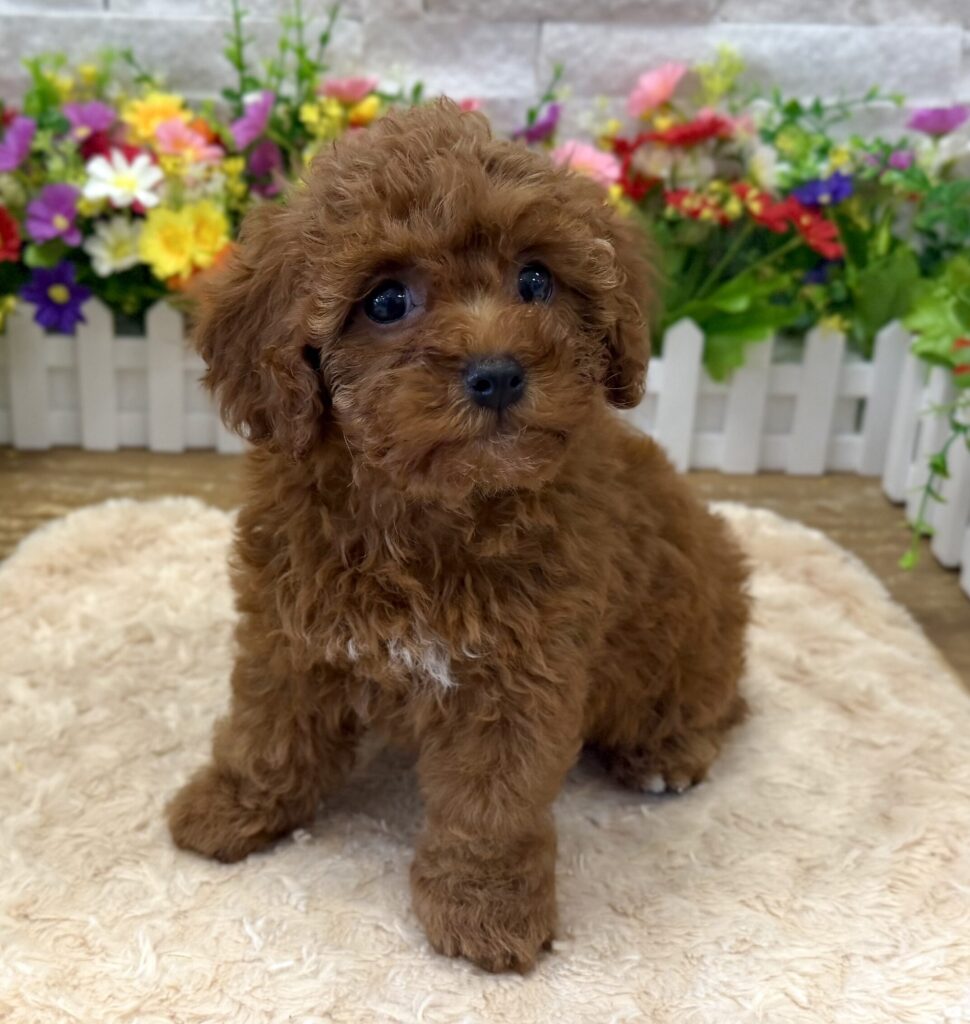 Poodle Mini - 5032 - Image 1