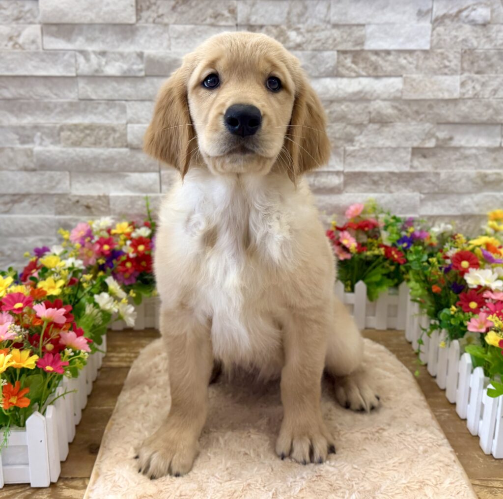 Golden Retriever - 6712 - Image 1