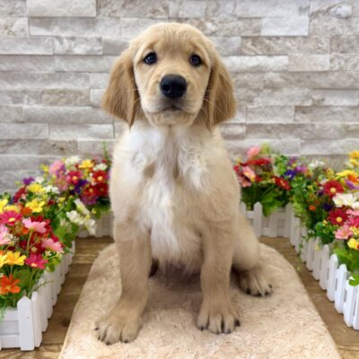 Dudley Golden Retriever